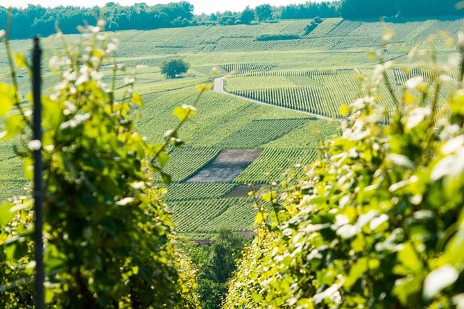 Champagne Day Trip with 6 Tastings, Reims and Winery from Paris