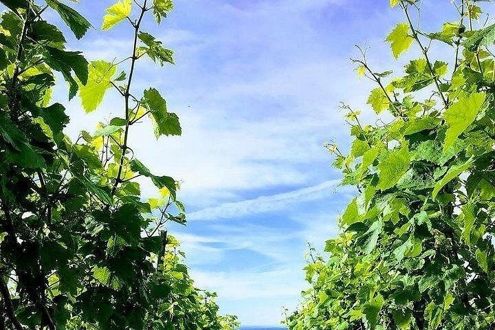 Vine leaves against a blue summer sky