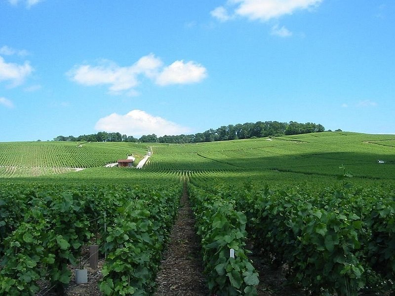 A row of vines leading straight up a green slope to a line of trees
