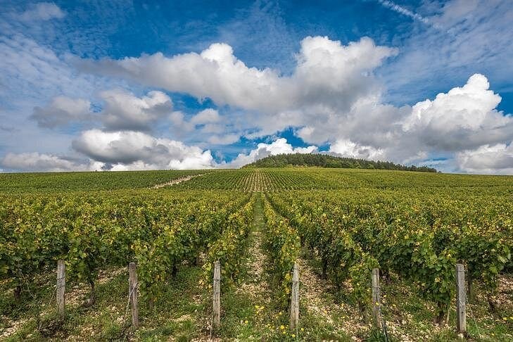Rows of vines running up a gentle hill under summer clouds