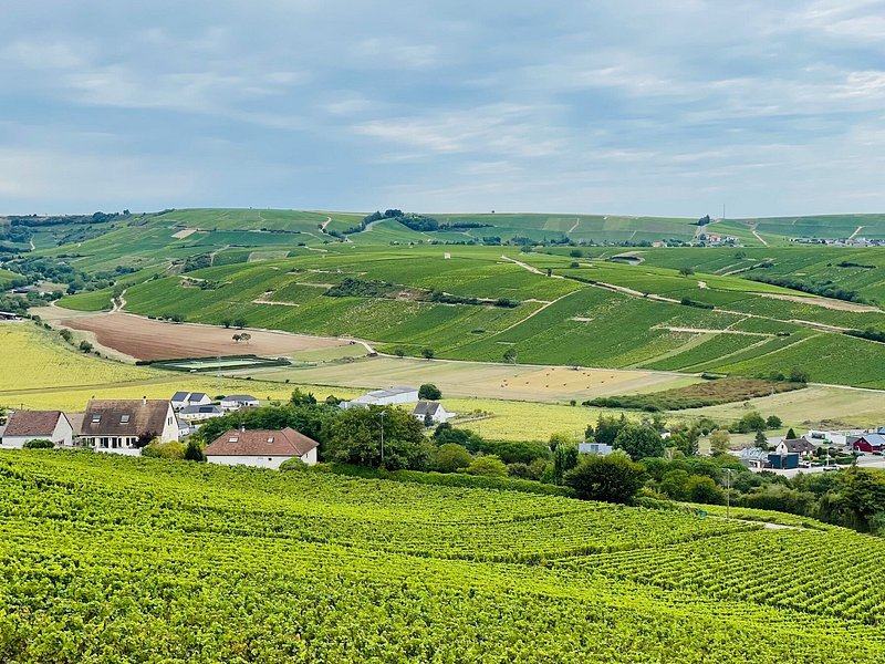 Rolling vineyard slopes above the roofs of a village